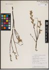 Foto von Salix candida Flüggé ex Willd.